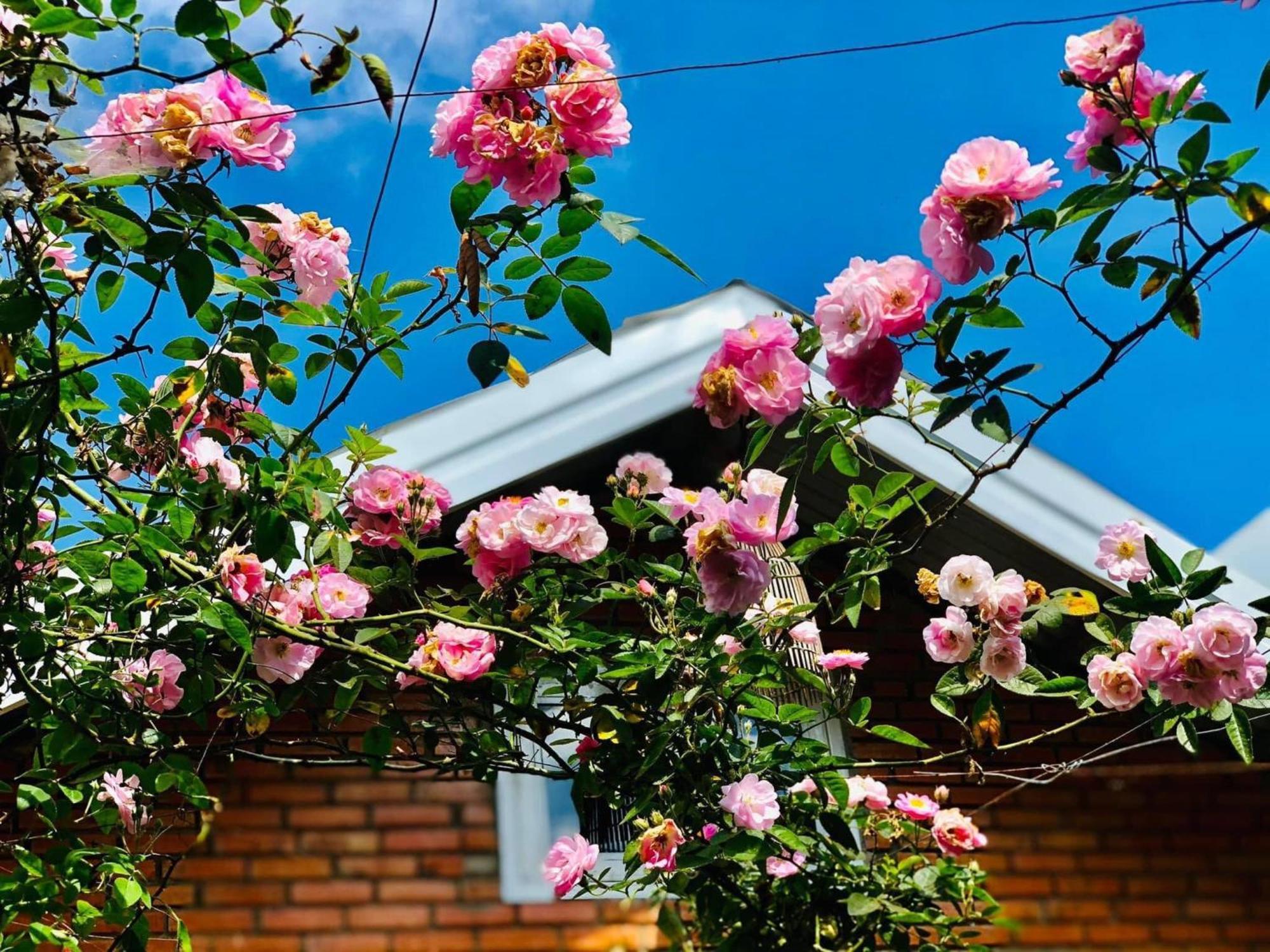 Apartmán Rose House Dalat Exteriér fotografie
